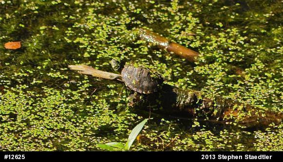 Northern Map Turtle