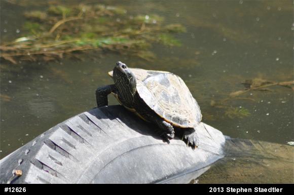 Northern Map Turtle