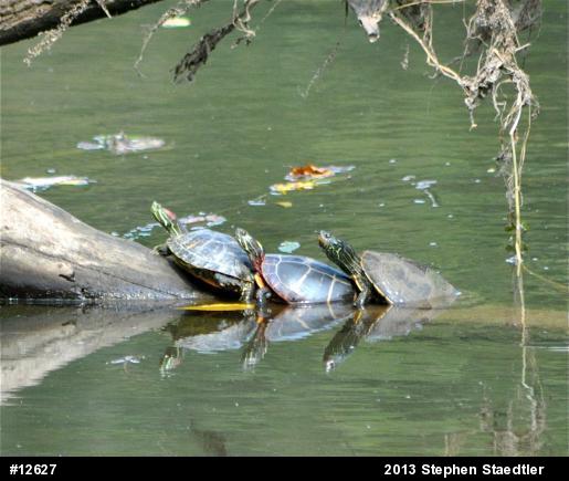 Northern Map Turtle