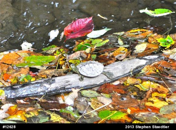 Northern Map Turtle