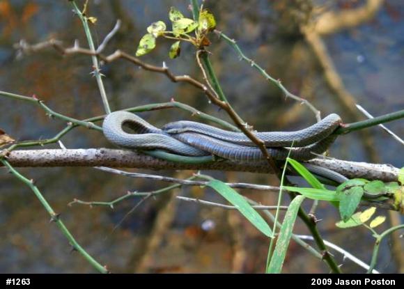 Queensnake