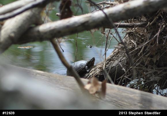 Eastern Musk Turtle