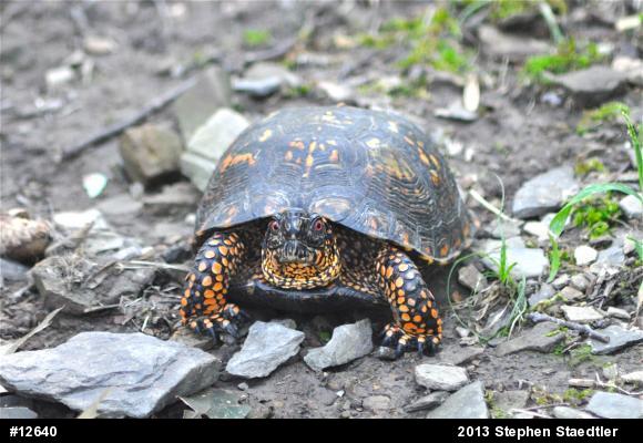 Eastern Box Turtle
