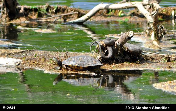 Red-eared Slider