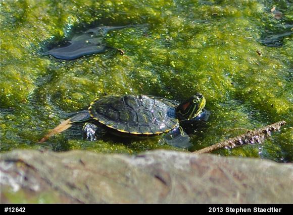 Red-eared Slider