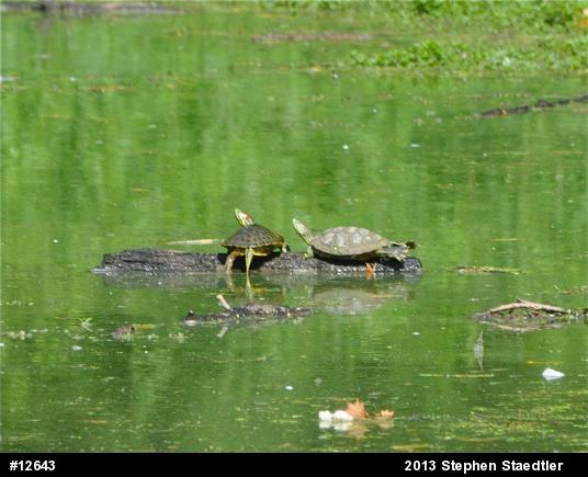 Red-eared Slider