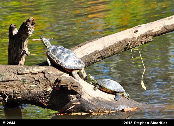 Red-eared Slider
