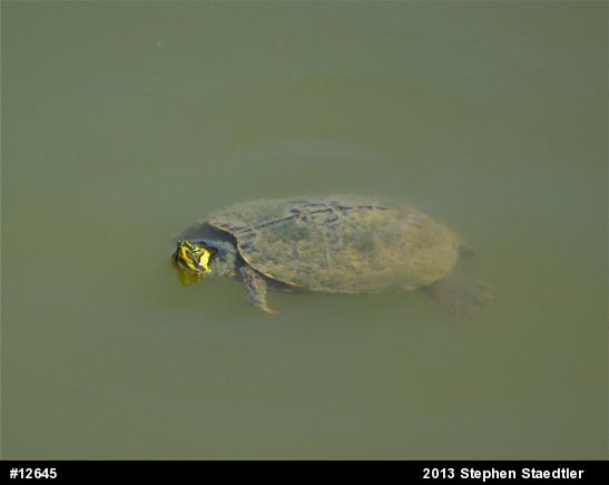 Yellow-bellied Slider