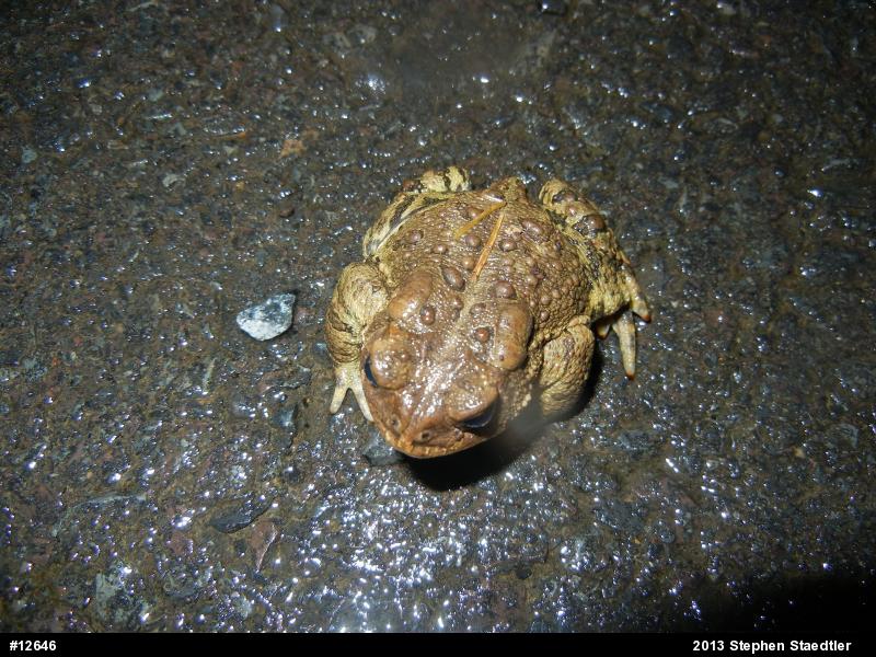 Eastern American Toad