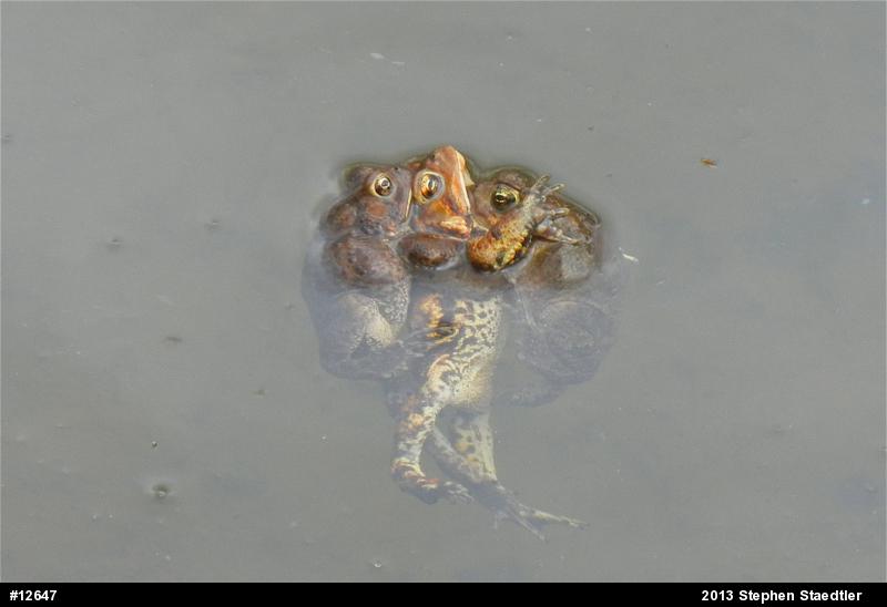 Eastern American Toad