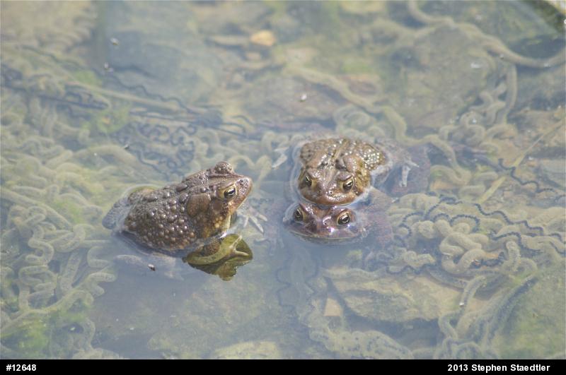 Eastern American Toad