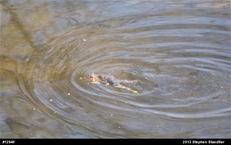 Eastern American Toad