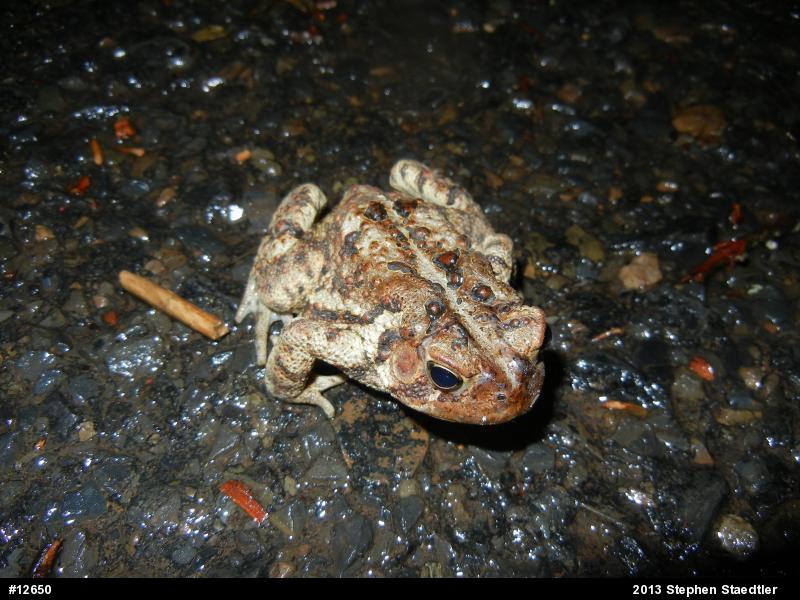 Eastern American Toad