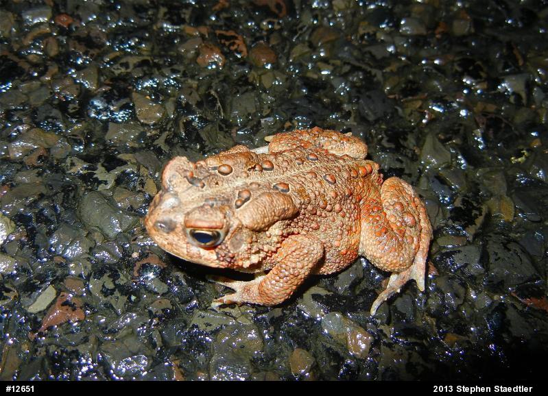 Eastern American Toad
