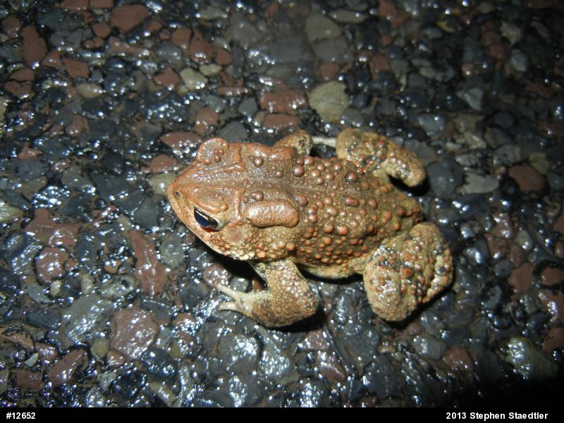 Eastern American Toad