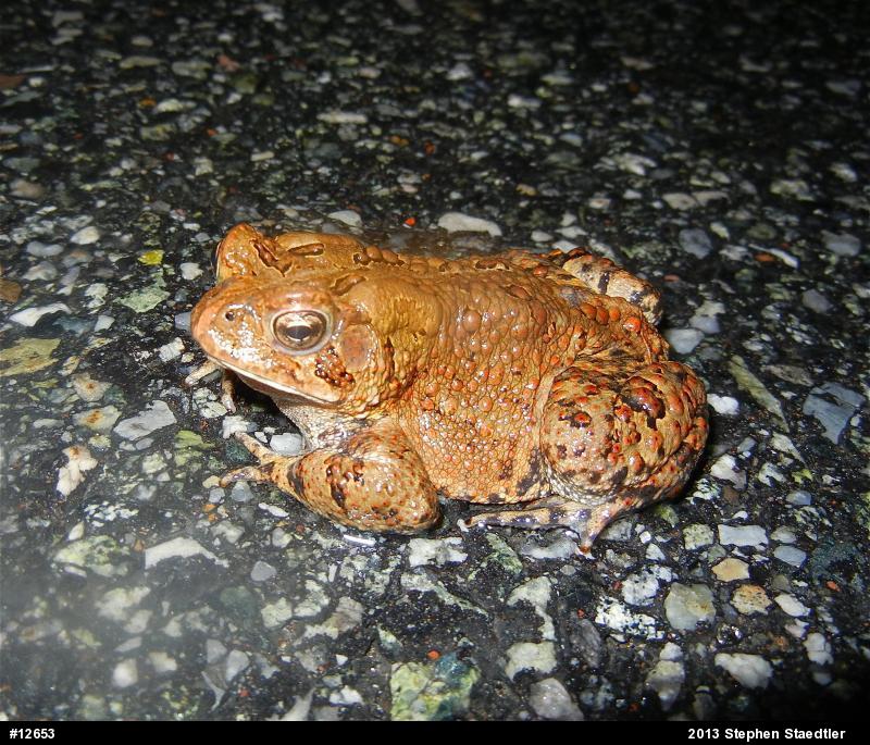 Eastern American Toad