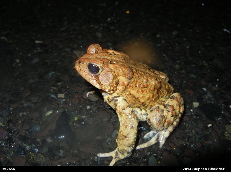 Eastern American Toad