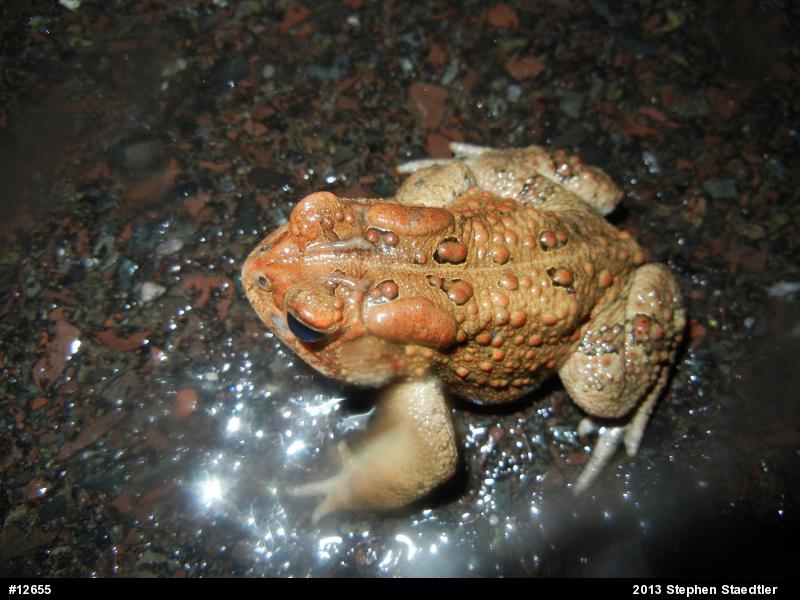 Eastern American Toad