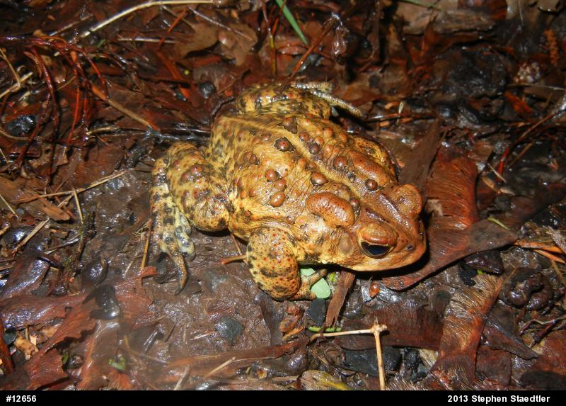 Eastern American Toad