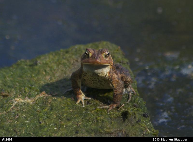 Eastern American Toad