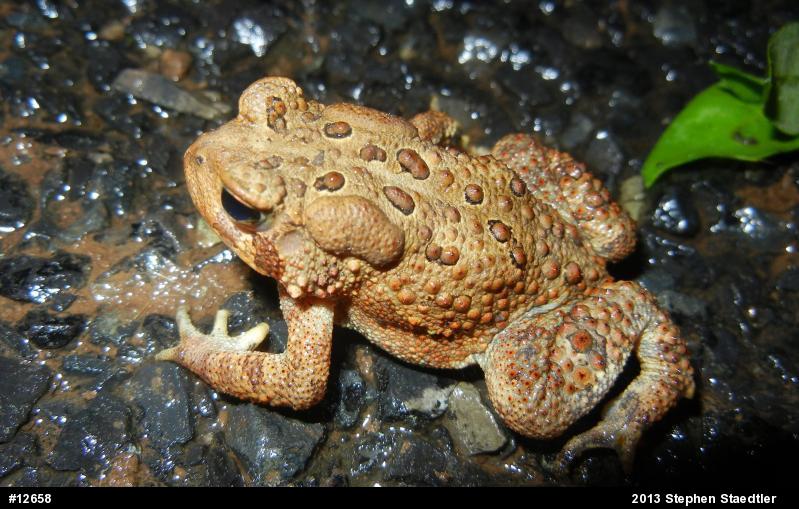 Eastern American Toad