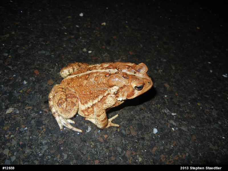 Eastern American Toad