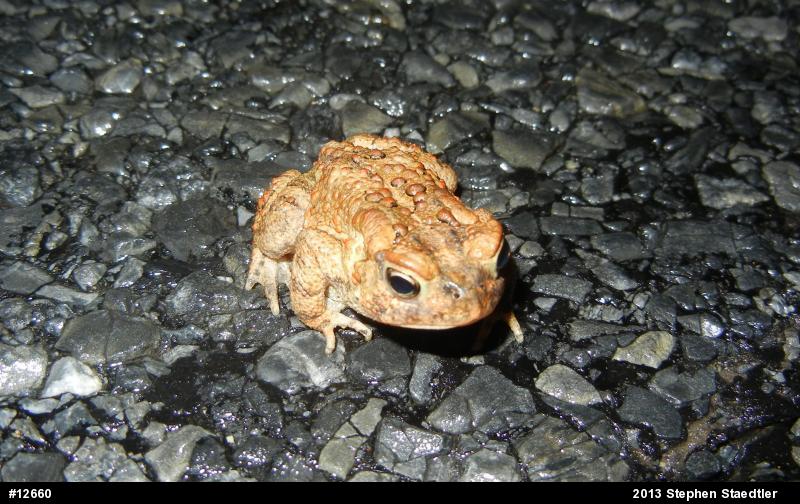 Eastern American Toad