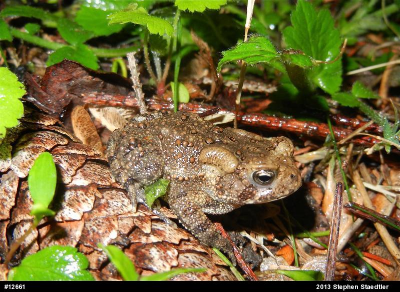 Eastern American Toad