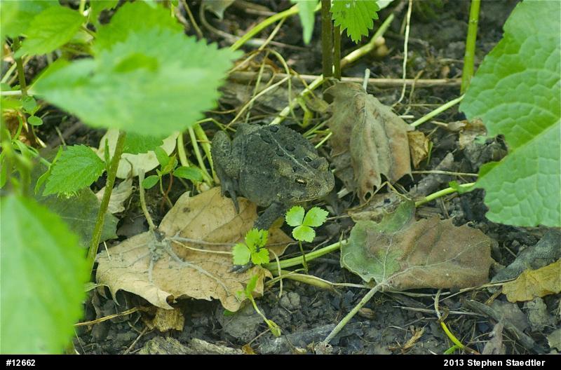 Eastern American Toad