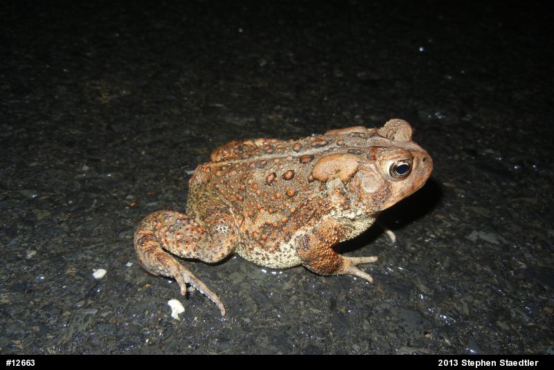 Eastern American Toad