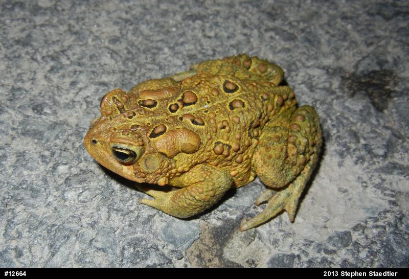 Eastern American Toad