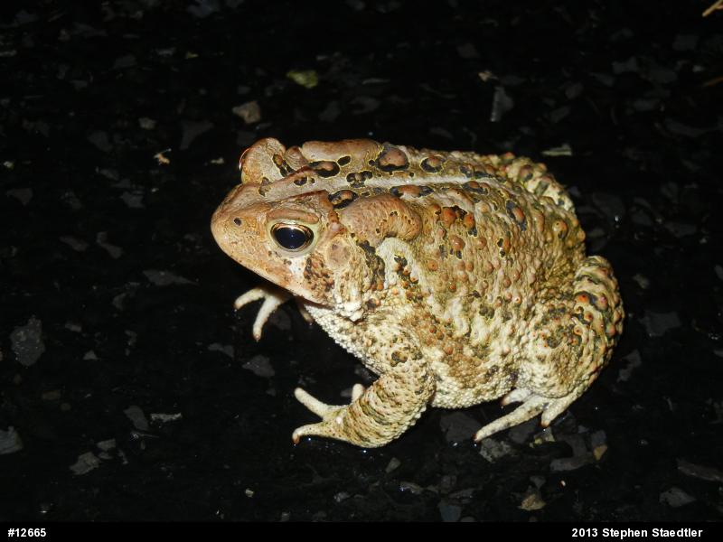 Eastern American Toad