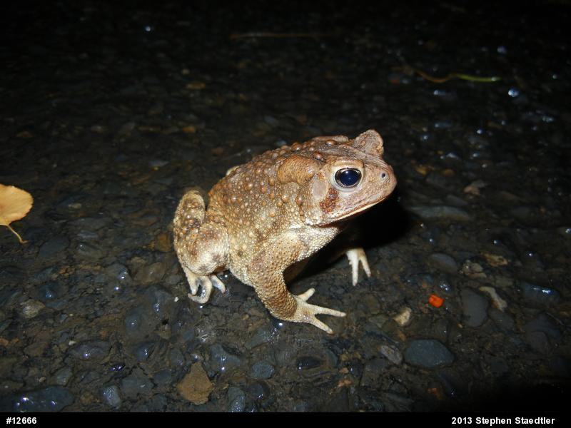 Eastern American Toad