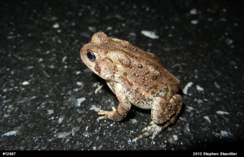 Eastern American Toad