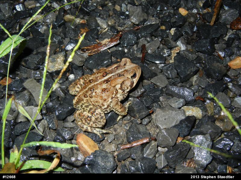 Eastern American Toad