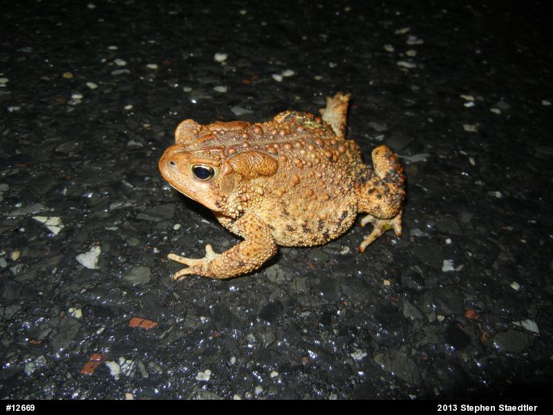 Eastern American Toad