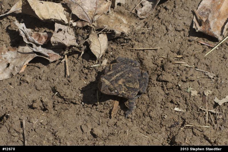 True Toads