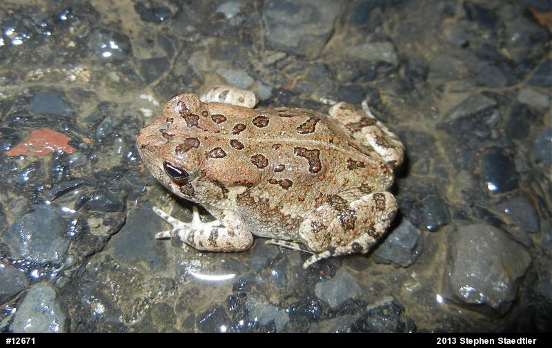 Fowler's Toad