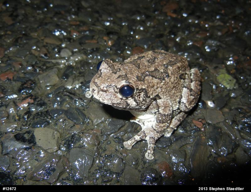 Gray Treefrog