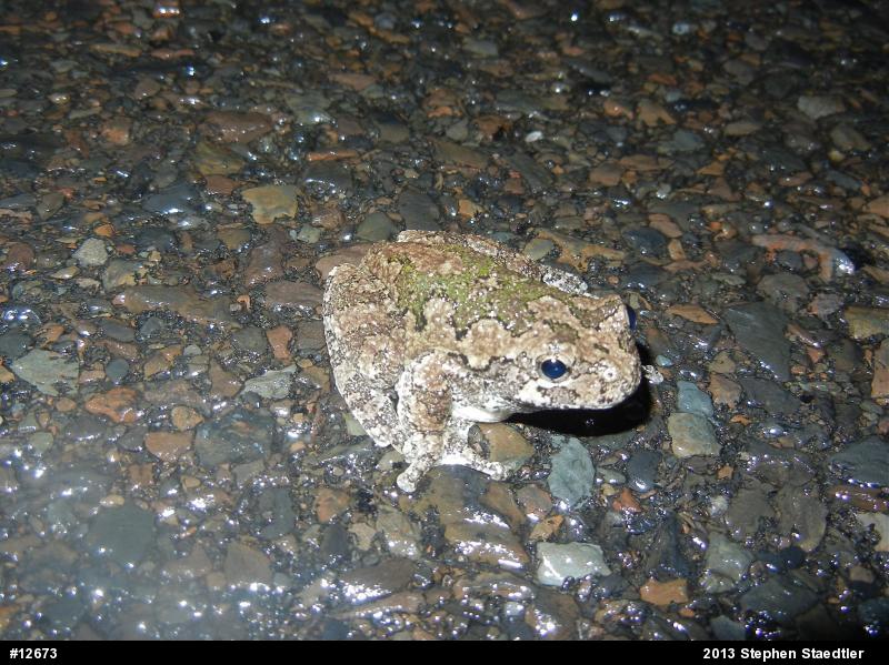 Gray Treefrog