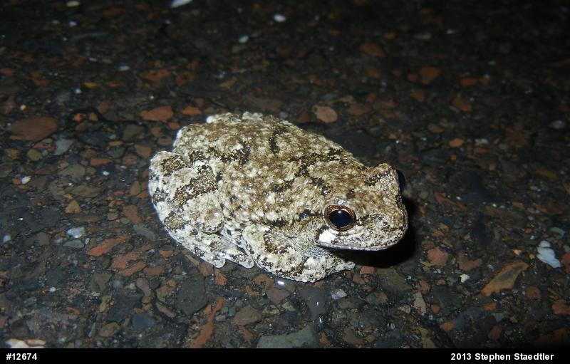 Gray Treefrog