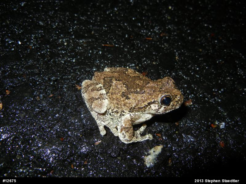 Gray Treefrog