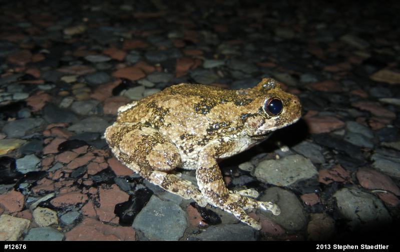 Gray Treefrog