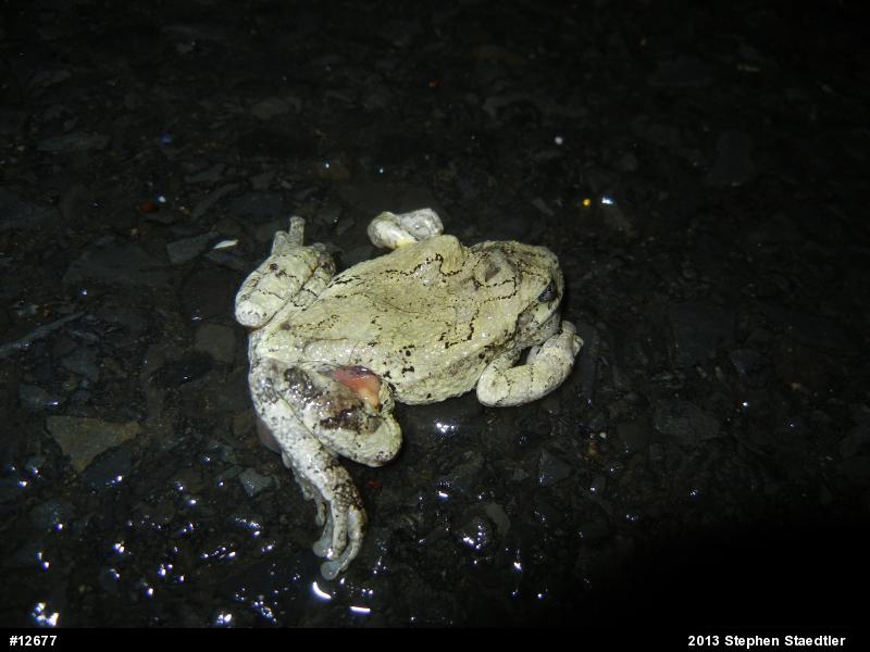 Gray Treefrog