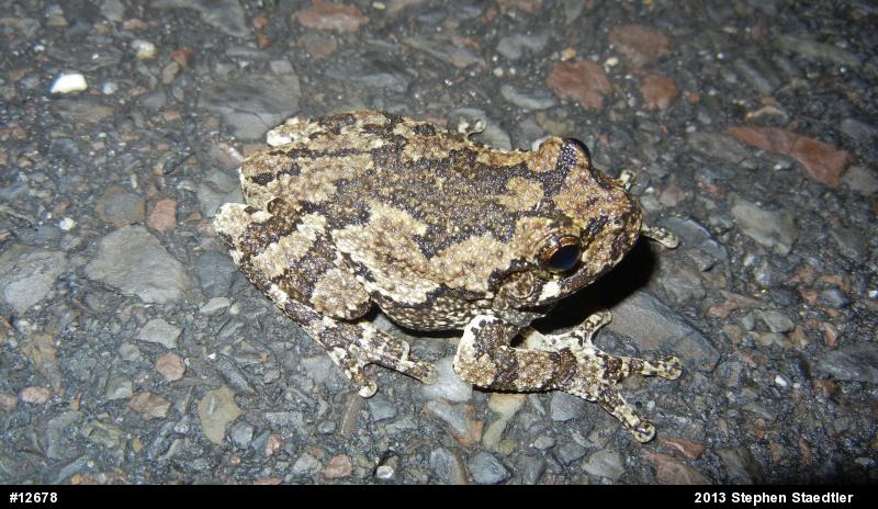 Gray Treefrog