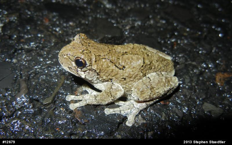 Gray Treefrog