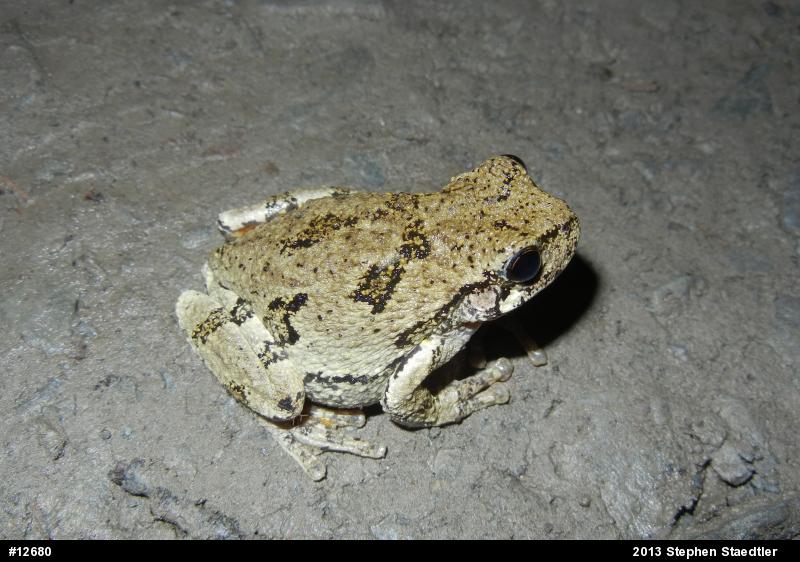 Gray Treefrog