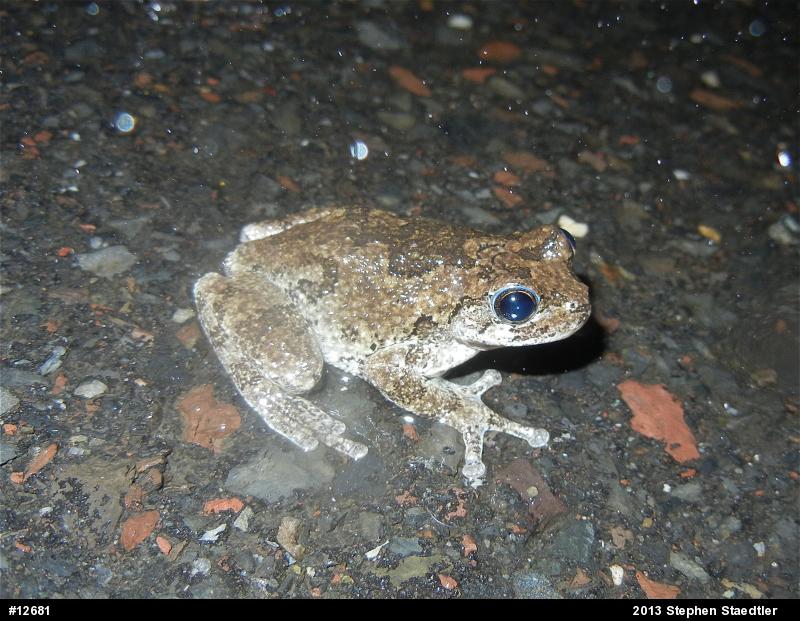 Gray Treefrog