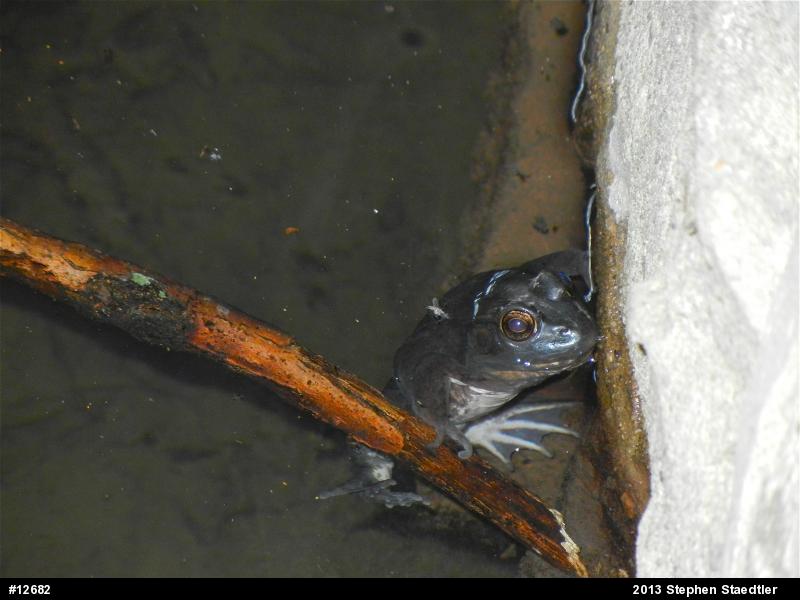 American Bullfrog