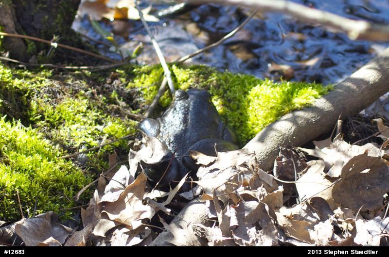 American Bullfrog